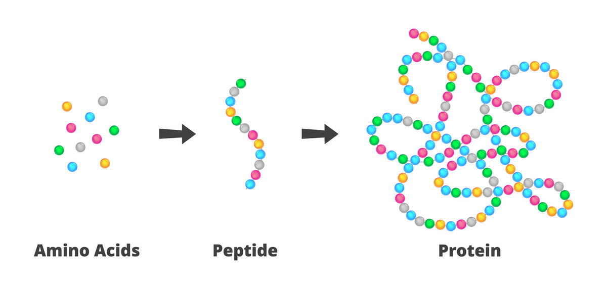 10 Benefits Of Peptide Therapy – BrocElite