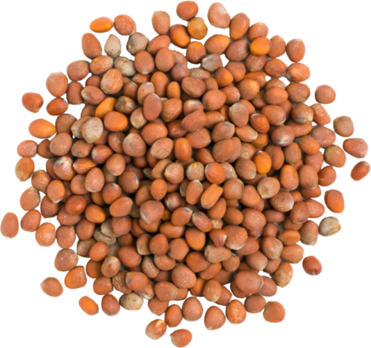 Radish Seeds (1/4 lb.) BrocElite