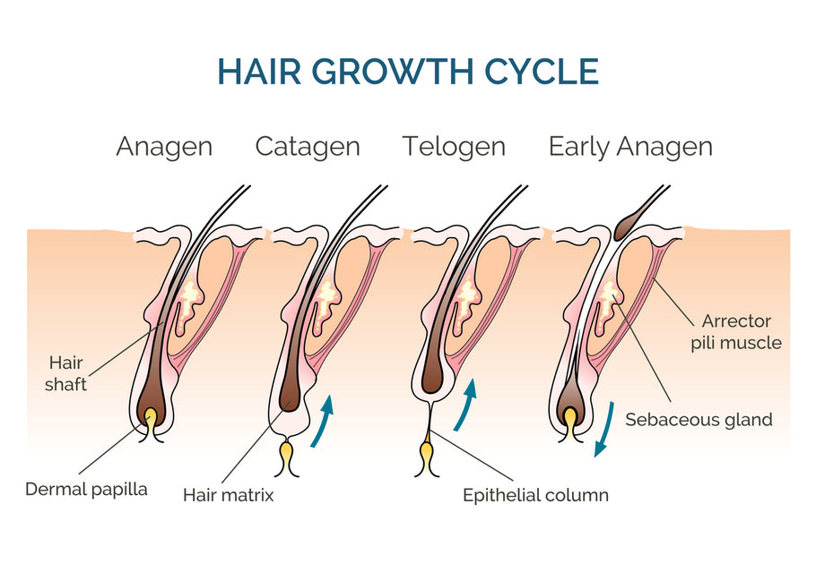 Sulforaphane Promotes Hair Growth – BrocElite