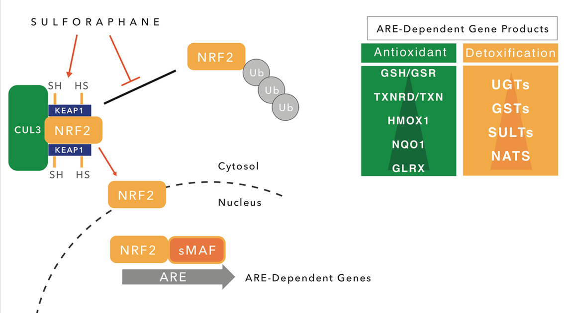 The Nrf2 Pathway Why It's Central To Health & How GMOs Turn It Off