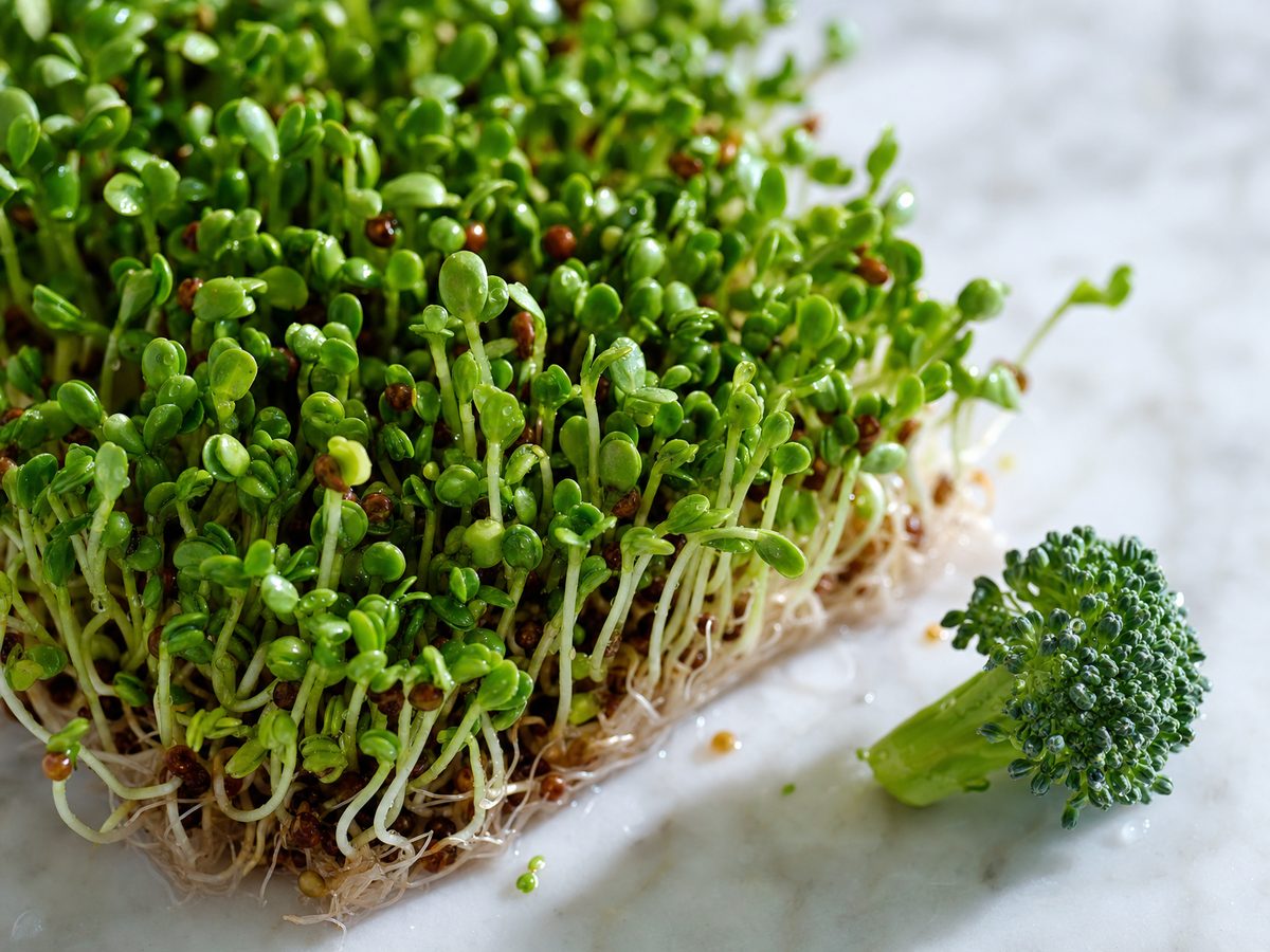 Macro photograph of fresh broccoli sprouts and broccoli seeds on a clean marble surface
