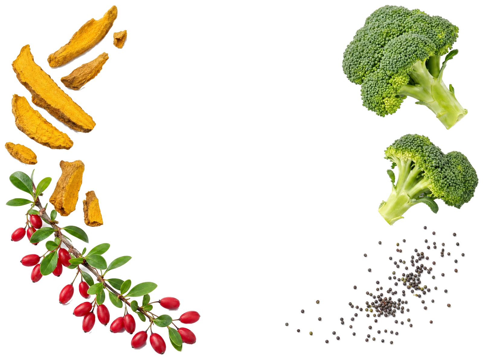 Dried barberry root pieces and a barberry branch with red berries beside fresh broccoli florets and broccoli seeds, the two plant sources behind BerbElite