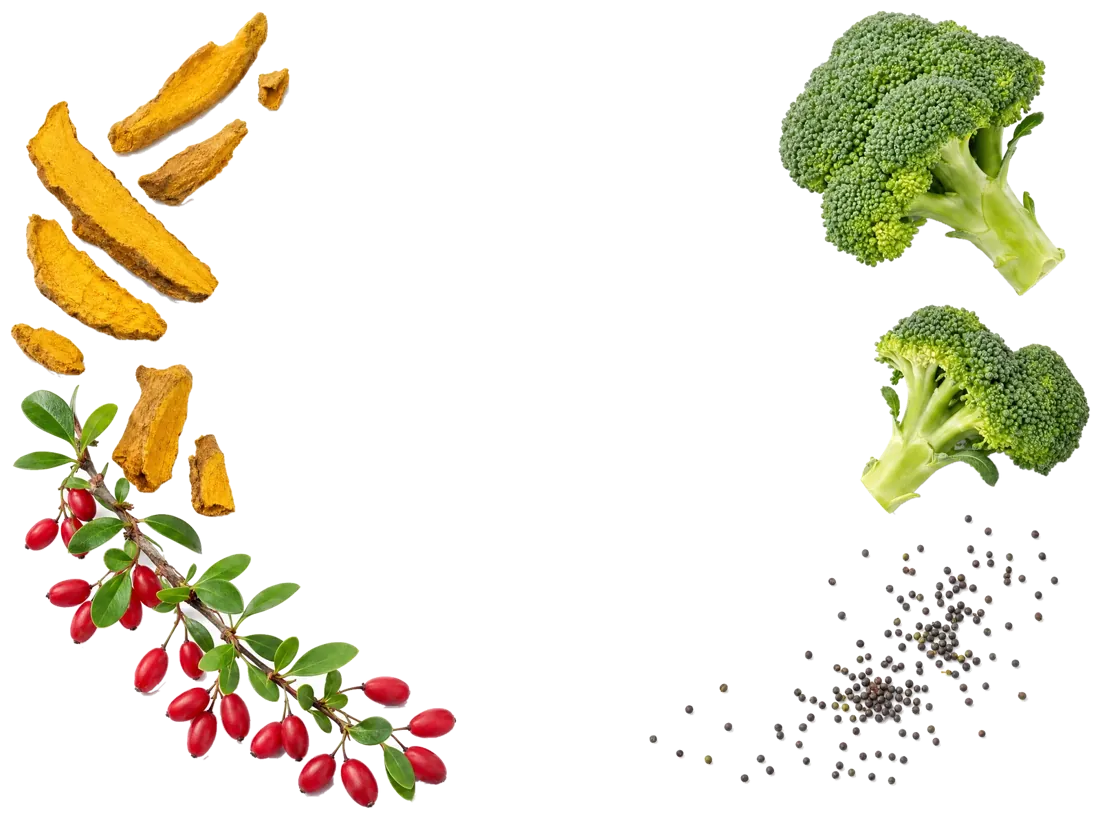 Dried barberry root pieces and a barberry branch with red berries beside fresh broccoli florets and broccoli seeds, the two plant sources behind BerbElite