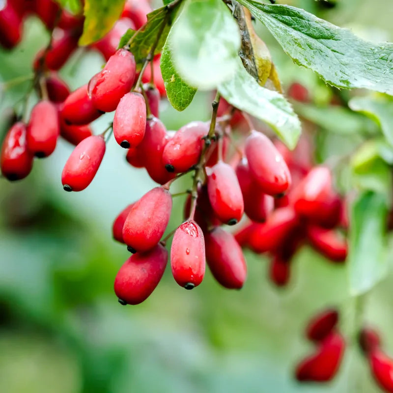 Barberry branch with red berries, a plant source of berberine