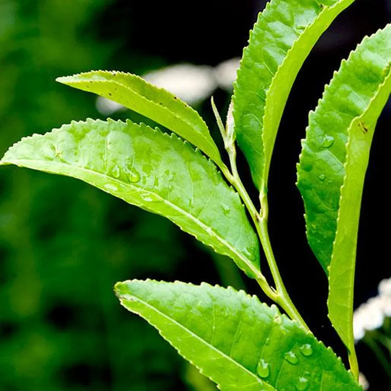 Fresh green tea leaves