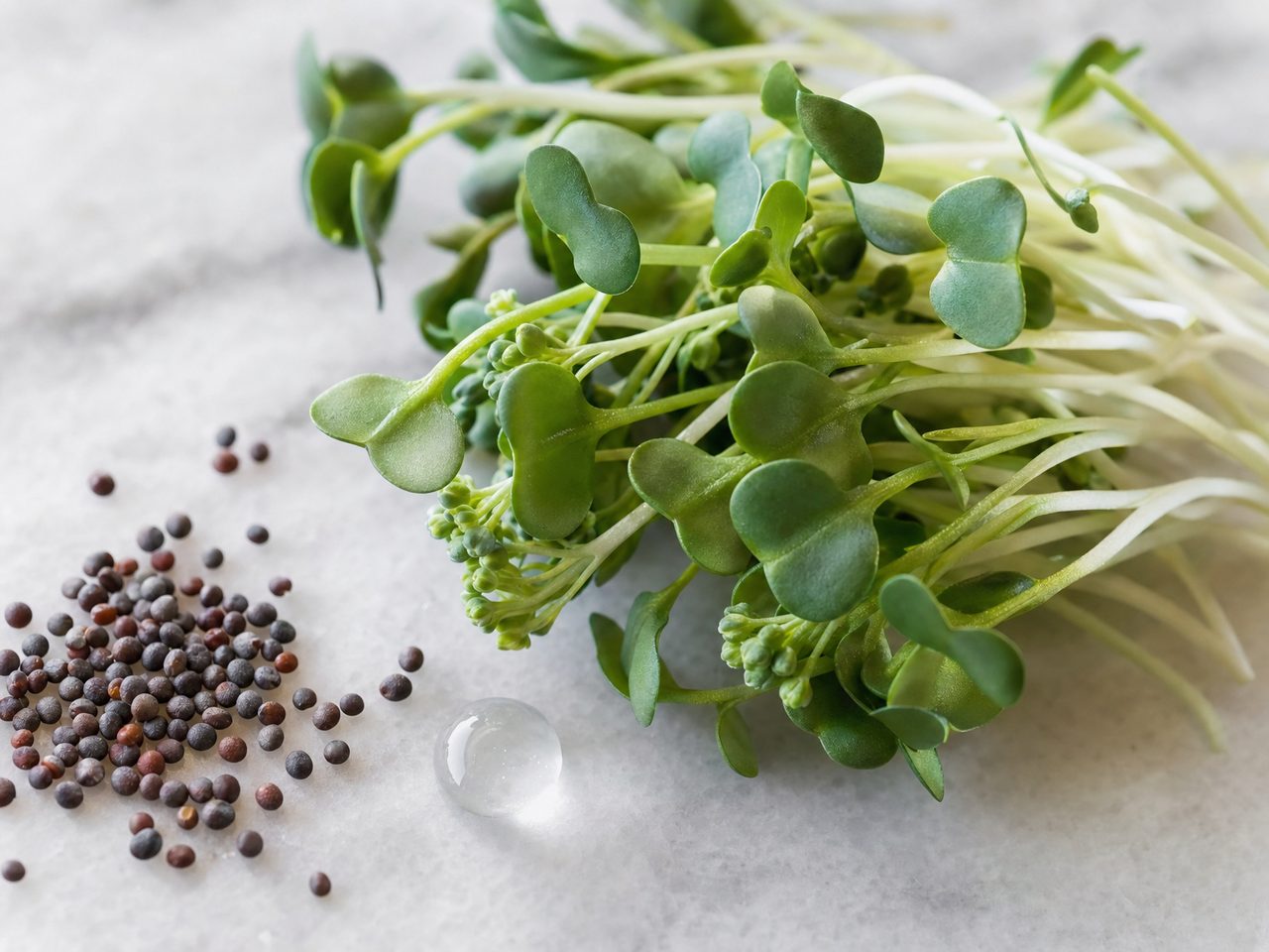 Macro photograph of fresh broccoli sprouts and broccoli seeds on a clean marble surface